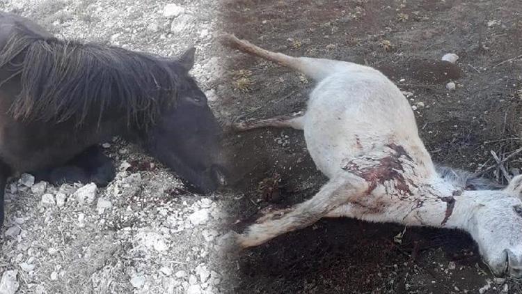 Amasya’da 2 yılkı atı, silahla vurularak öldürüldü