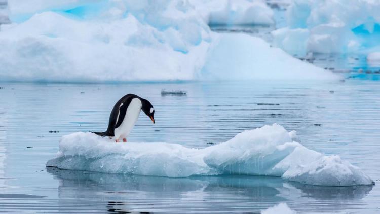 Penguene ait 5 bakteri bulundu