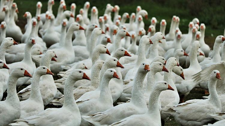Danimarka’da kuş gribi nedeniyle yaklaşık 9 bin kümes hayvanı itlaf edilecek