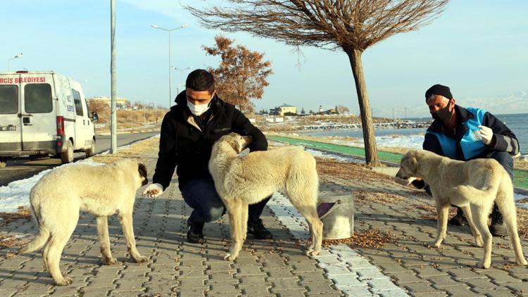 Vanda sokak hayvanları unutulmadı