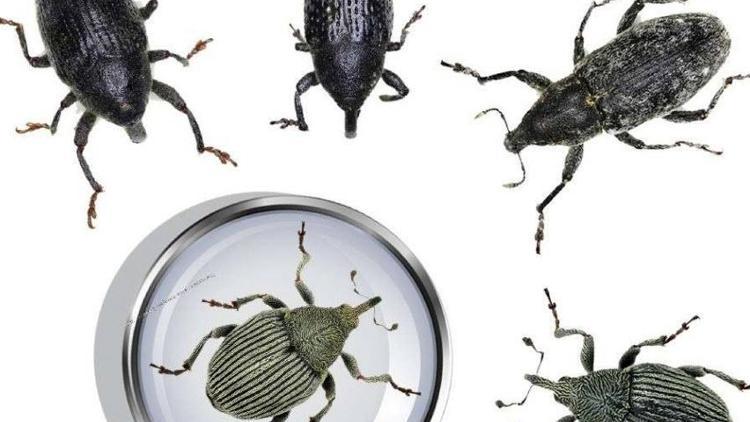 5 yeni böcek türü bulundu