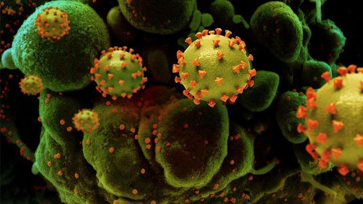 Bilim insanları endişeli, Güney Afrika mutant virüsü aşıya karşı bağışıklık kazanmış olabilir