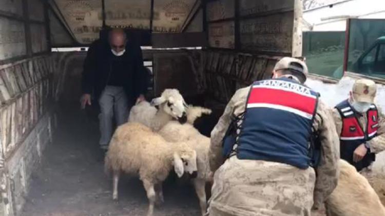 Malatyada 18 küçükbaş hayvanı çalıp, satan 3 kişi yakalandı