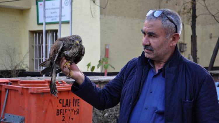 Tarlada bulunan kızıl şahin tedaviye alındı