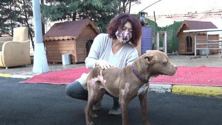 Madde bağımlıları tarafından yakılan pitbull yaşama tutundu