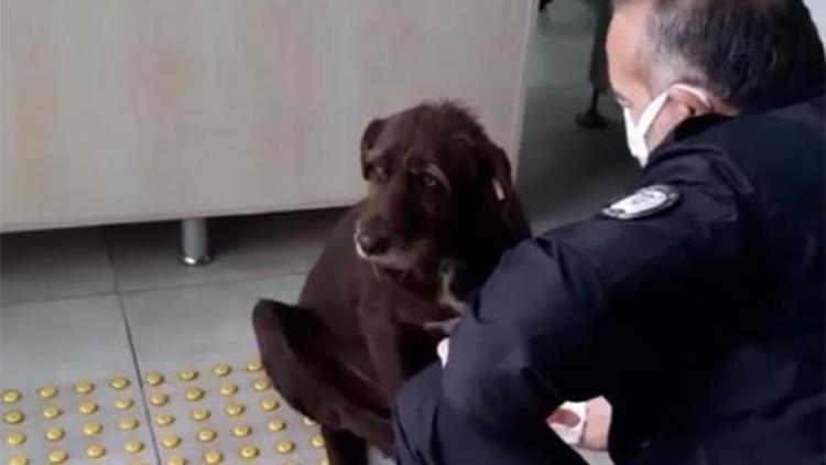 Yağmurda ıslanan köpeğe polis şefkati