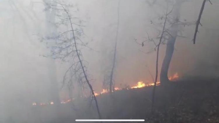 Artvin’de orman yangını