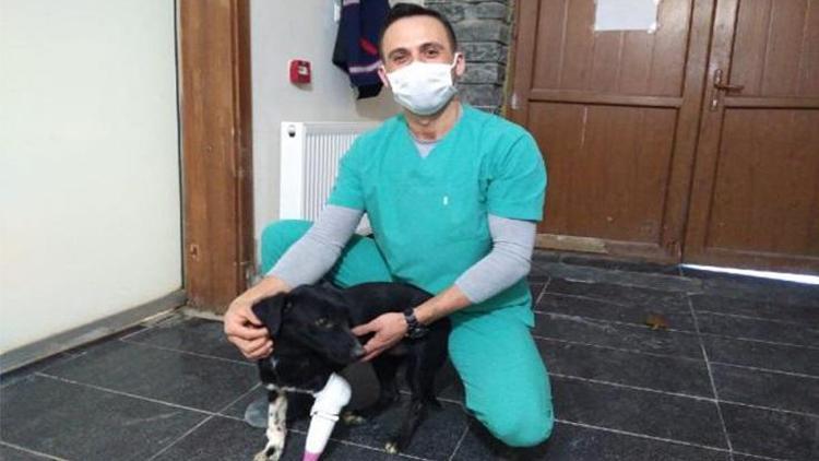 Köpeğin kesilen bacağına protez takıldı