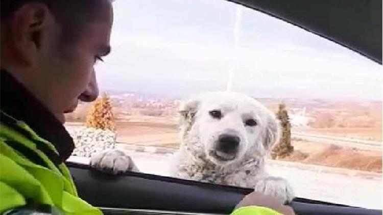 Trafik polisinden ekip otosunun camından bakan köpeğe gülümseten soru