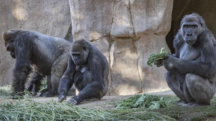 ABDde korkutan gelişme: İlk kez gorillerde de görüldü