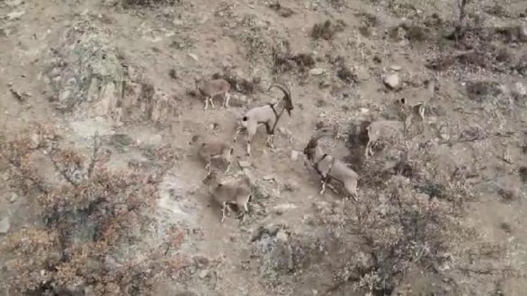 Sivasta yaban keçileri, dronla görüntülendi