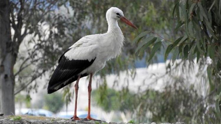 Patara Antik Kentinin zamansız konuğu leylekler şaşırttı