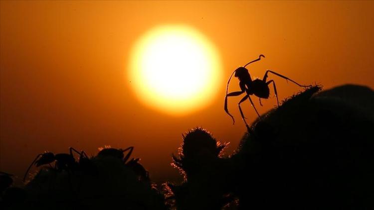 Böcek türleri yok oluyor Korkutan açıklama