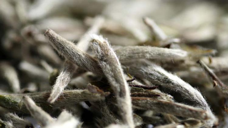 Virüs ve bakterilere karşı etkisi çok kuvvetli... Beyaz çayın faydaları neler?
