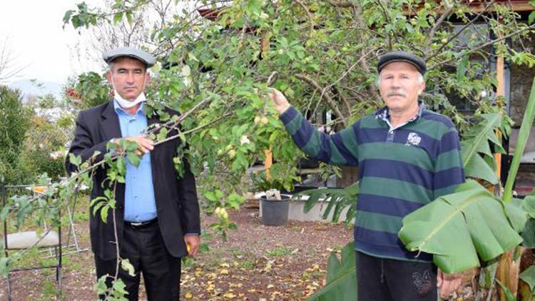 Kumlucada ağaçlar çiçek açıp, meyveye durdu