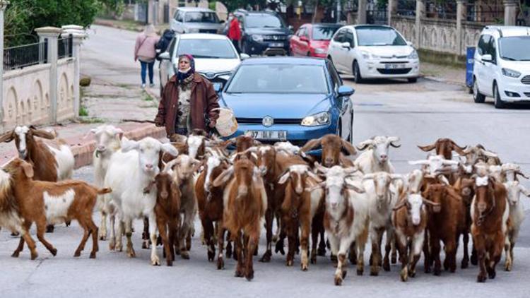 Şehirdeki çoban Menşure Teyze