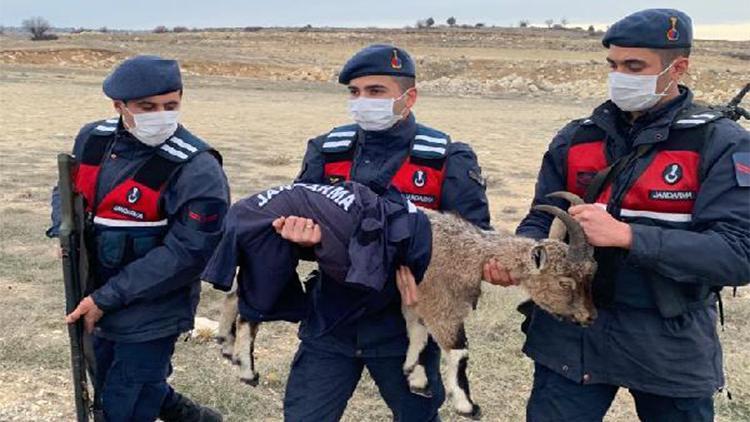 Jandarma, yavru yaban keçisini montuyla soğuktan korudu