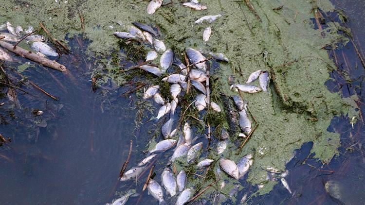Eskişehirde Porsuk Çayında balık ölümleri tespit edildi