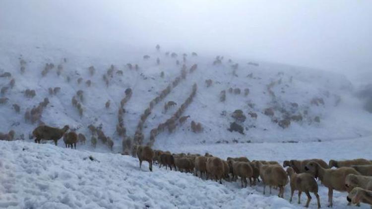 Kar yüzünden yaylada 600 koyunla mahsur kalan çoban, 5 saatte köye ulaşabildi