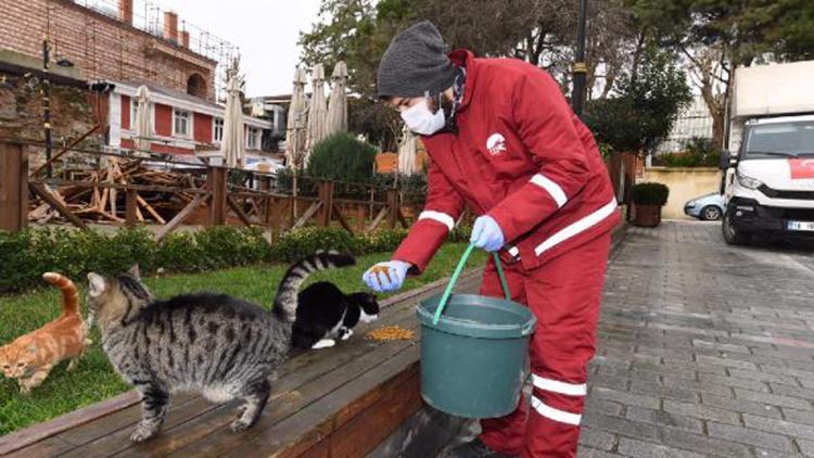 Sokağa çıkma kısıtlamasında sokak hayvanları unutulmadı