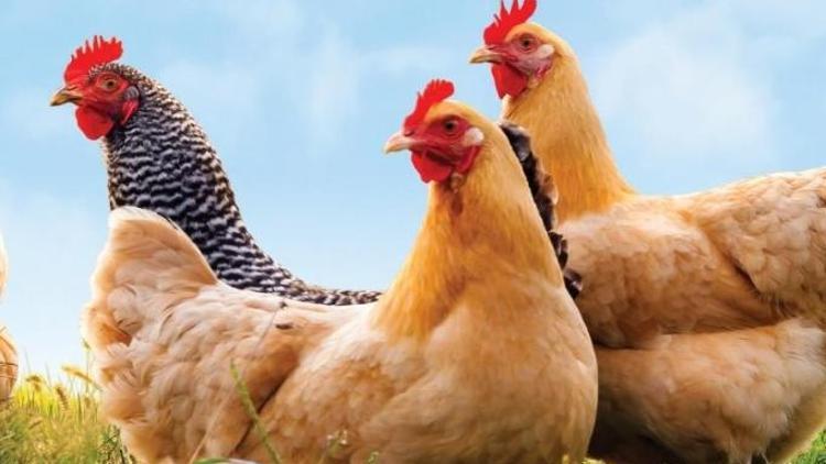 Japonyada kuş gribi salgını büyüyor... 6 milyona yakın tavuk itlaf edildi