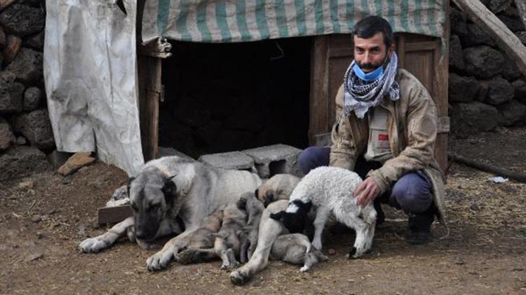 Kangal köpeği, kuzuya annelik yapıyor