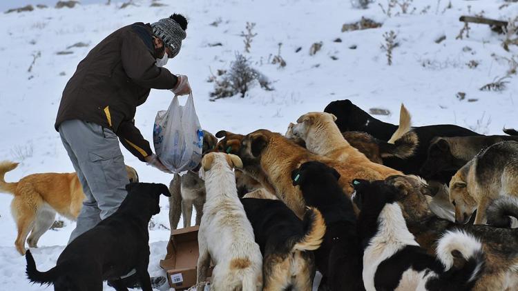 20 bin can dosta 12 ton mama