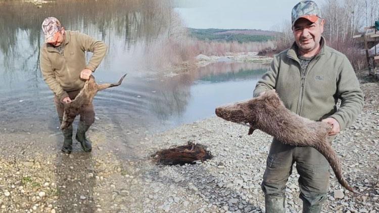 Karabük’te şoke eden görüntü Su samurunu tüfekle vurdular…