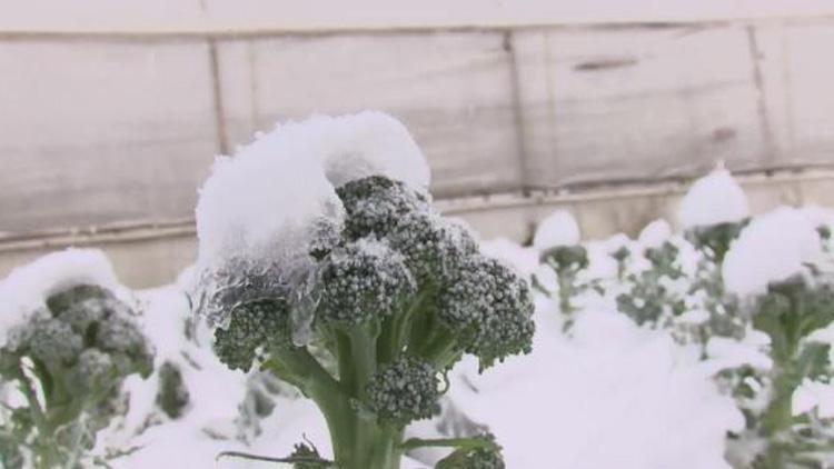 Meteoroloji uyarmıştı İstanbul’da seraları don vurdu: Fiyatları etkileyecek