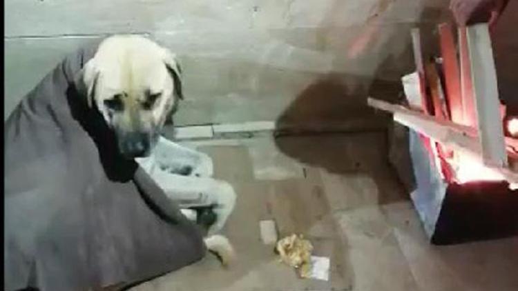 Sivaslı pideci, üşüyen köpeğin üzerine battaniye örtüp, yanına ateş yaktı