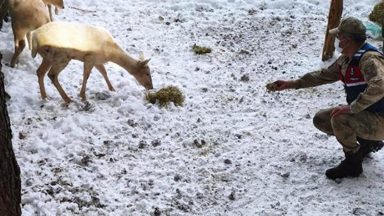 Jandarma, kar nedeniyle yiyecek bulamayan geyikleri besledi