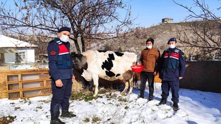 İnek hırsızlarını jandarma yakaladı