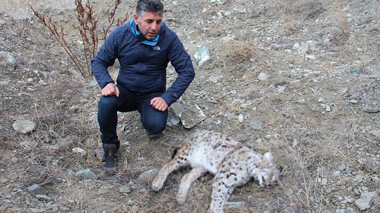 Bunun adı canilik... Nesli tükenmekte olan vaşağın silahla vurulmuş ölüsü bulundu