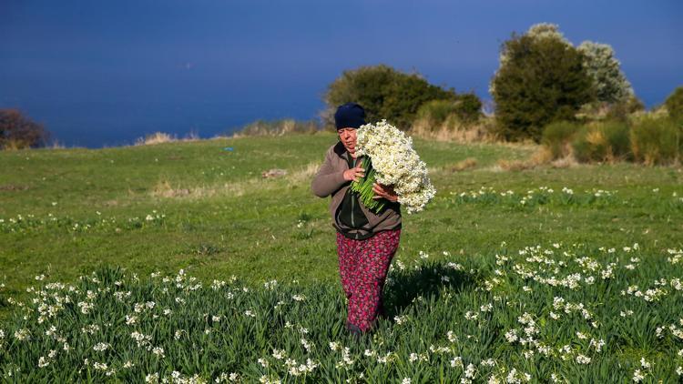 Karaburun Yarımadasında yetişiyor Taleplere yetişemiyorlar...