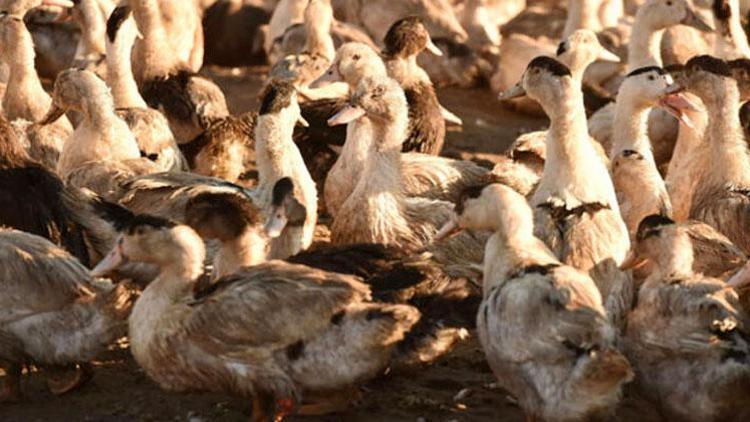 Fransa’da 2 milyona yakın ördek kuş gribi nedeniyle itlaf edildi