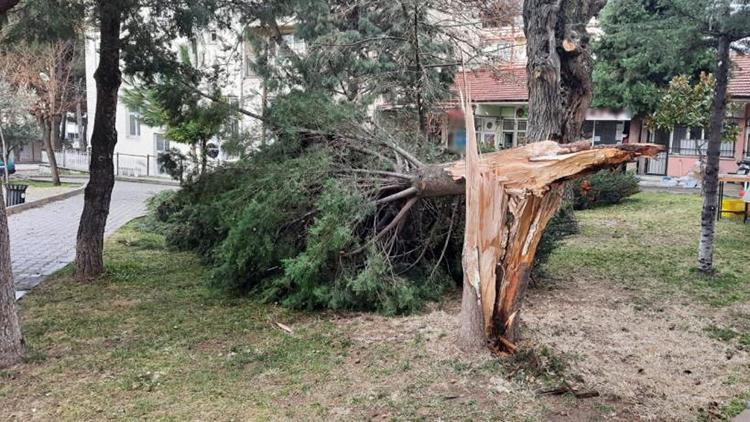 Buldan’da ağaçlar şiddetli rüzgara dayanamadı