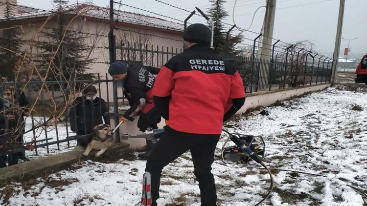 Bolu’da bahçe demirlerine sıkışan köpeği itfaiye kurtardı