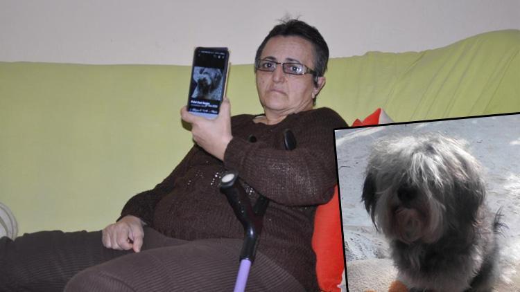 Felçli kadın, 6 aydır özel eğitimli köpeğini arıyor: Can yoldaşımdı