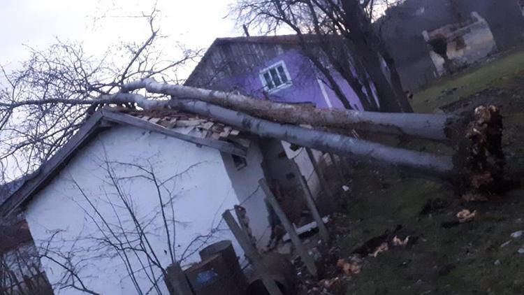 Fırtınanın devirdiği ağaç, ahırın üzerine düştü