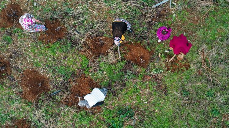 İzmir'in tescilli Kavacık üzümünde yeni sezon hazırlıkları başladı