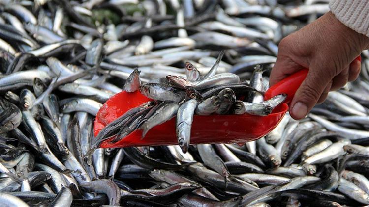 Ege Bölgesinden geçen yıl 741 milyon dolarlık balık ihraç edildi