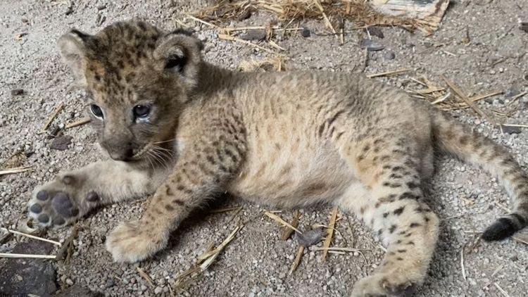 Yapay döllemeyle hayata gelen Simba herkesi hayran bırakıyor