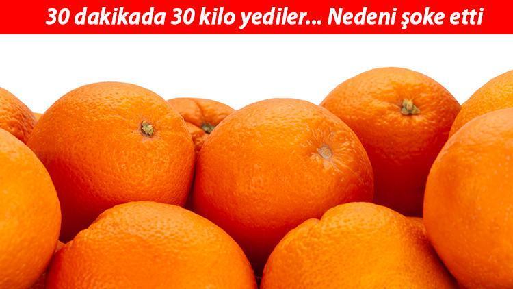 Duyanlar şoke oldu... Bagaj parası vermemek için 30 kilo portakal yediler