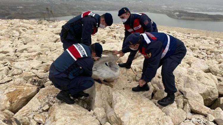 Jandarmanın donmak üzereyken bulduğu yaralı pelikan, korumaya alındı