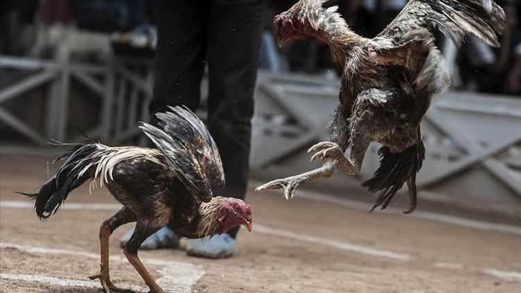 Hayvanları koruma derneğinde horoz dövüştürdüler