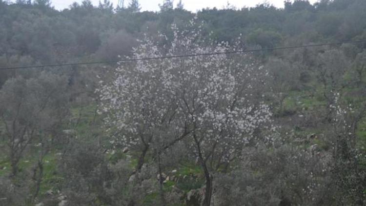 Bodrumda badem ağaçları çiçek açtı