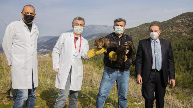 Tedavileri tamamlanan kartal ve 2 şahin, doğaya salındı