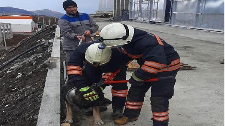 Boynu metal parçaya sıkışan köpek kurtarıldı