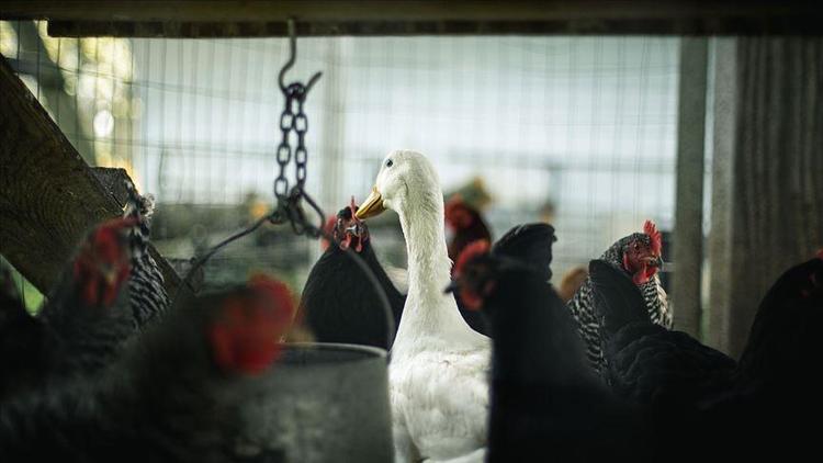 Kuş gribi (Avian İnfluenza) nedir Japonya alarma geçti İşte kuş gribi belirtileri ve tedavi yöntemleri