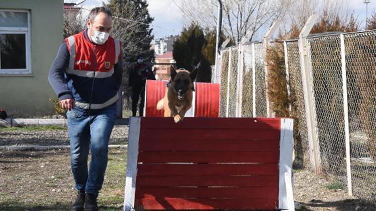 Özel eğitimli köpekler Kütahyanın en çalışkanları oldu